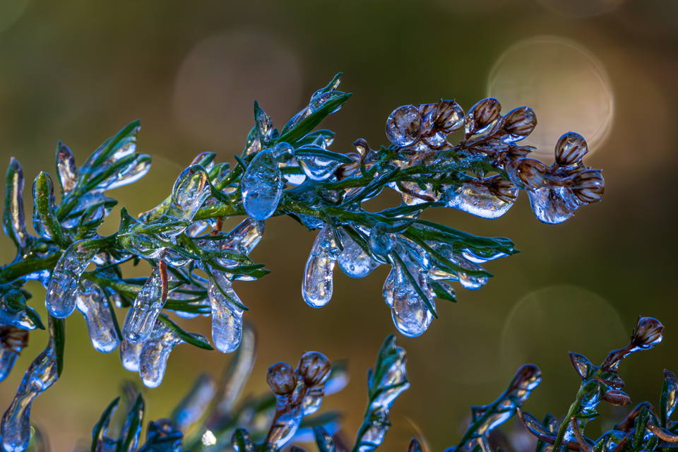 Desert Ice in Paradise Valley, Arizona