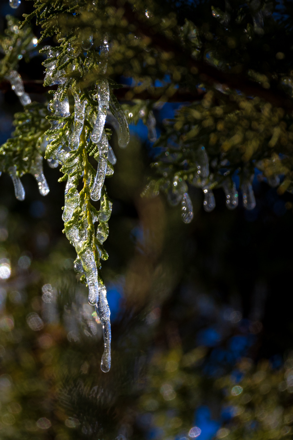 Frozen Leaf in Paradise Valley, Arizona