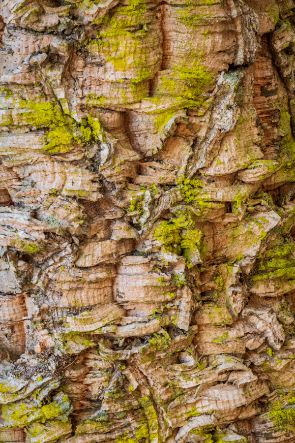 Future Wine Cork in Waiheke Island, New Zealand