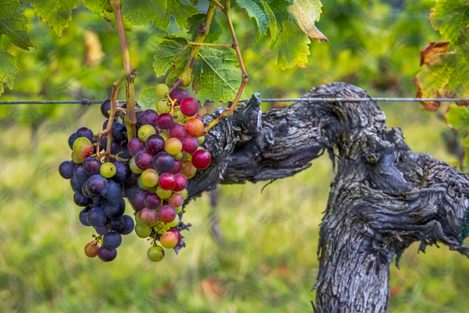 Grapes in Waiheke Island, New Zealand