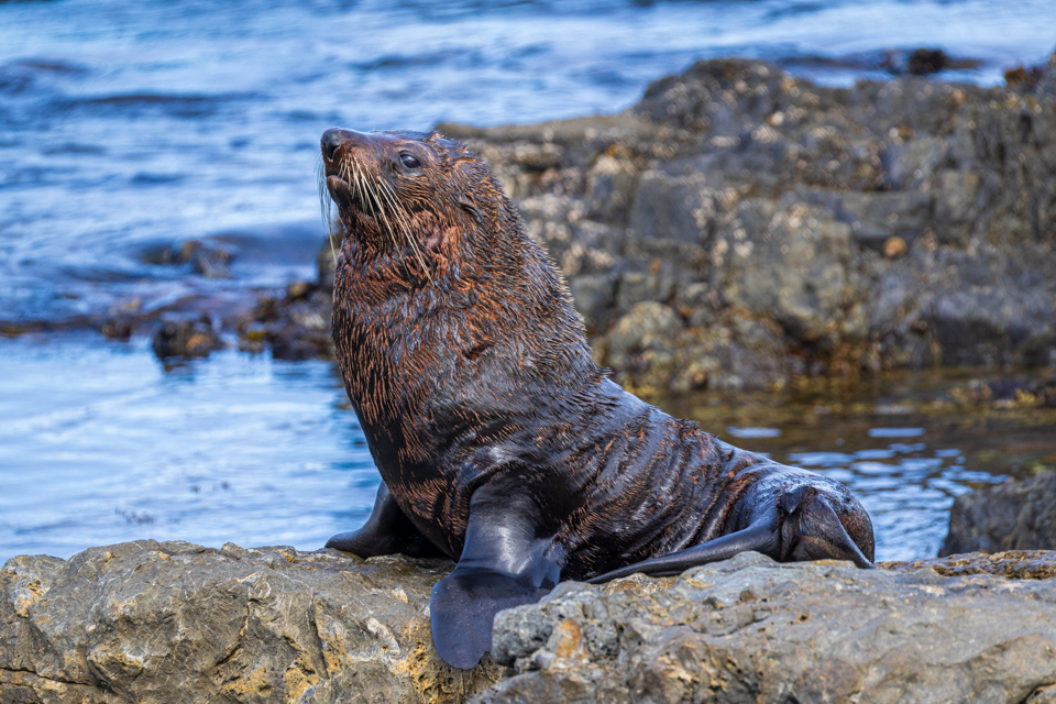 Huge Fur Seal in Wellington, New Zealand