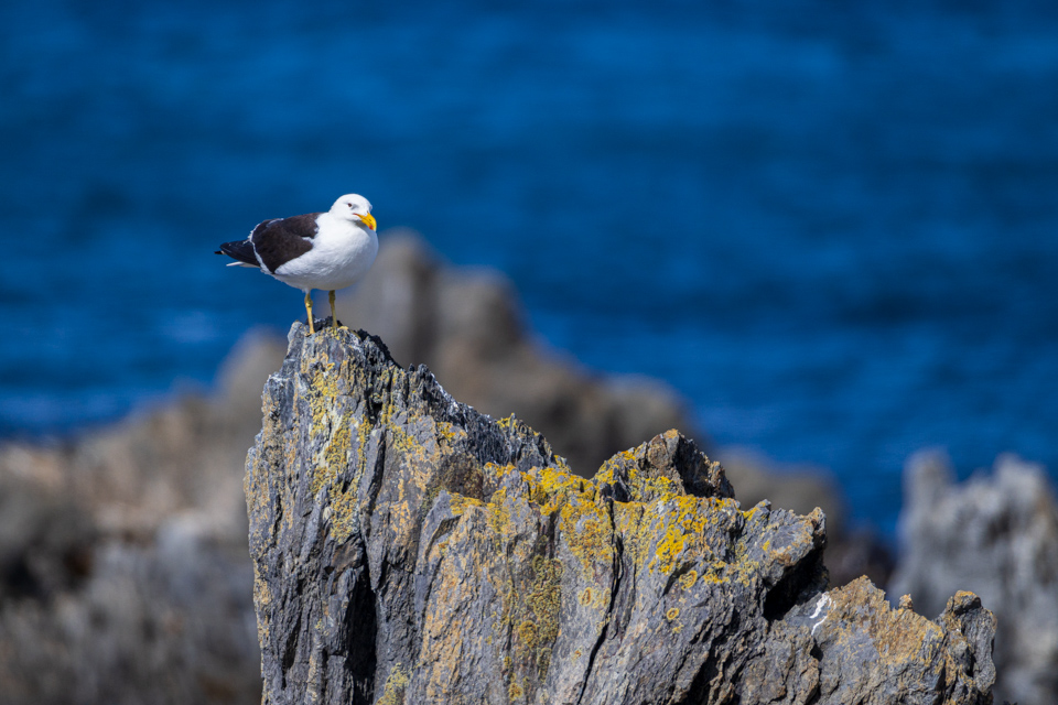 Seagull in Wellington, New Zealand