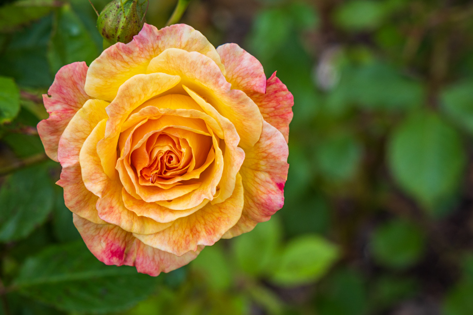 New Zealand Rose in Wellington, New Zealand