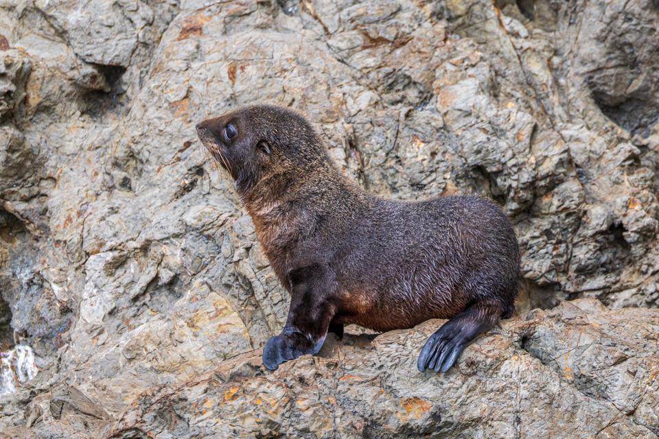 Pup Seal in Kaikoura, New Zealand