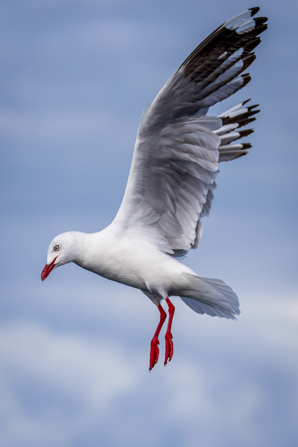 Red Highlights in Kaikoura, New Zealand