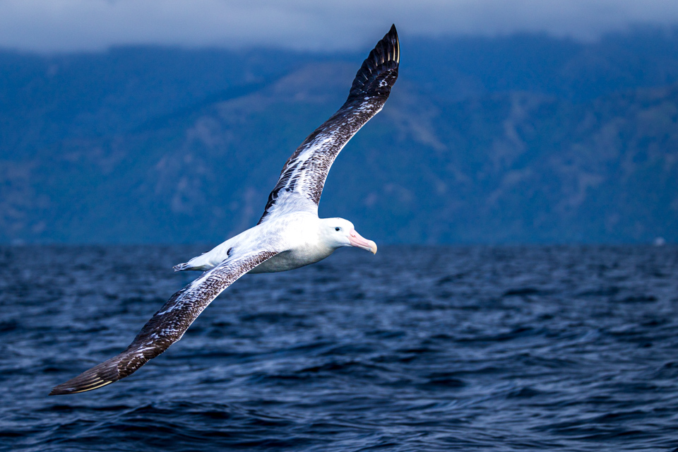 Snowy Albatross in Kaikoura, New Zealand