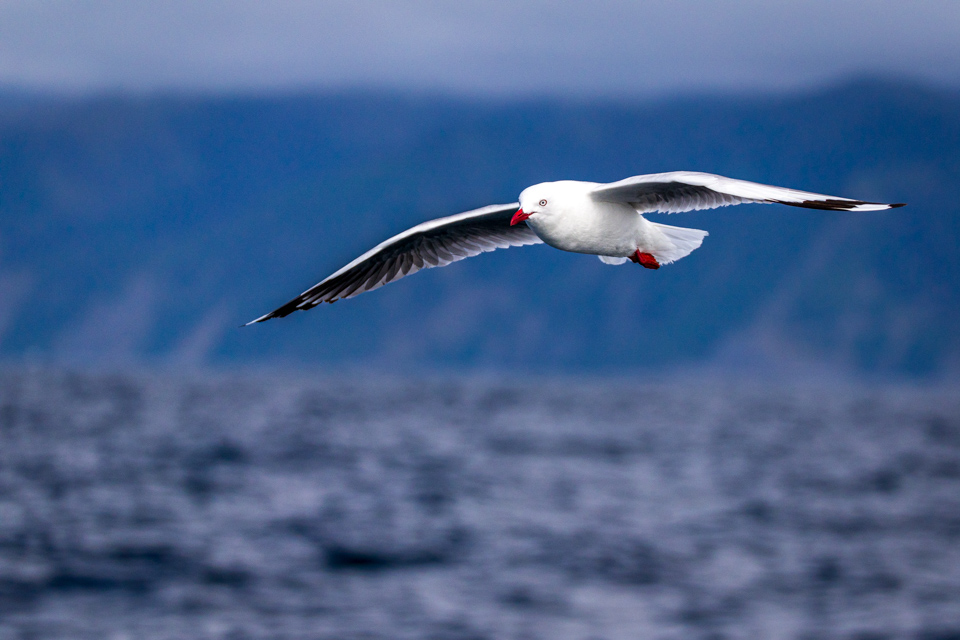 Red-billed Gull in Kaikoura, New Zealand