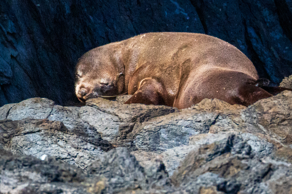 Sleepy Seal in Akaroa, New Zealand