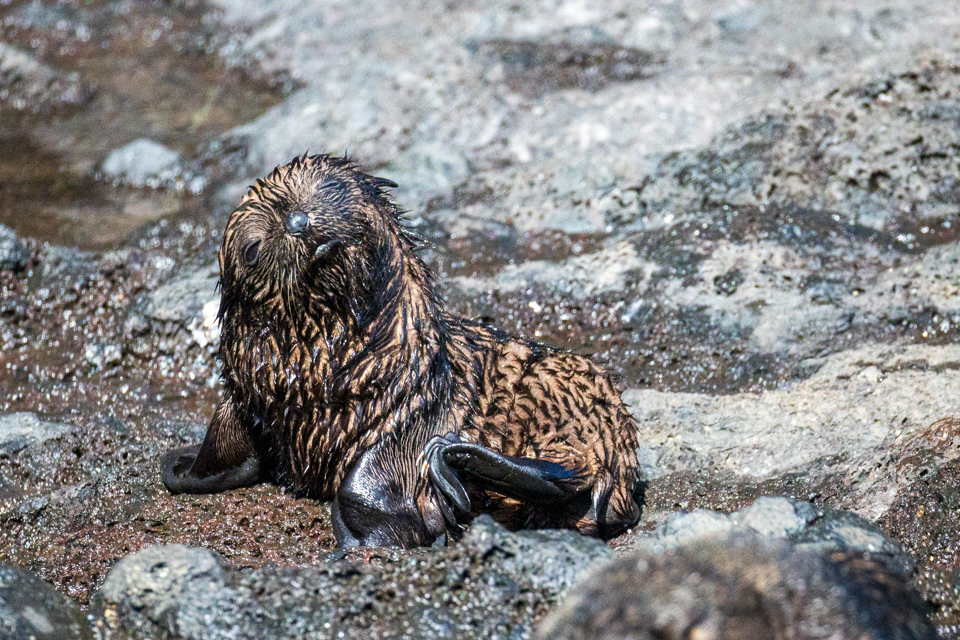 Wet Pup in Akaroa, New Zealand
