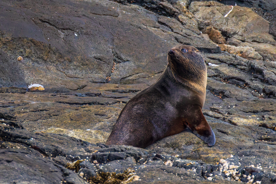 Anxious Seal in Stewart Island, New Zealand