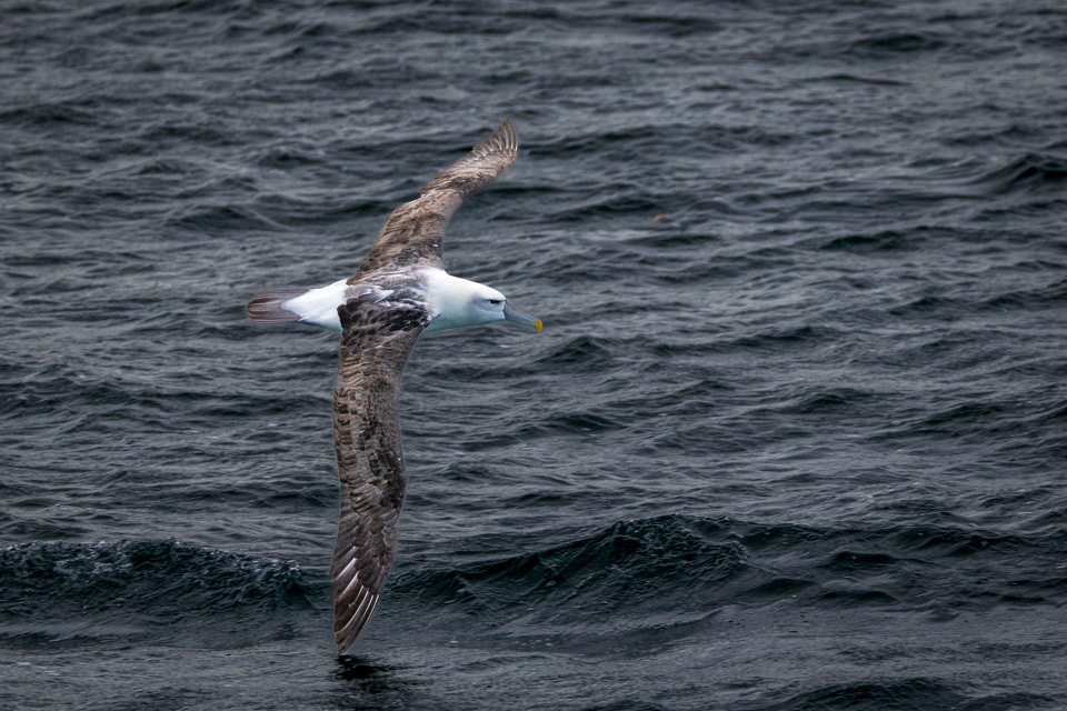 Salvin's Albatross in Stewart Island, New Zealand