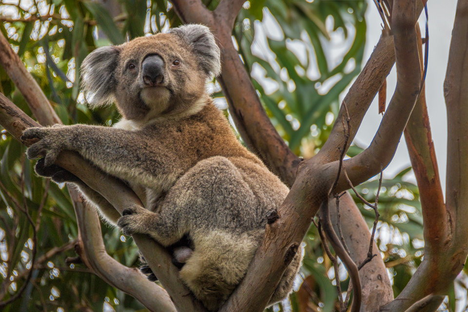 Koala in Melbourne, Australia