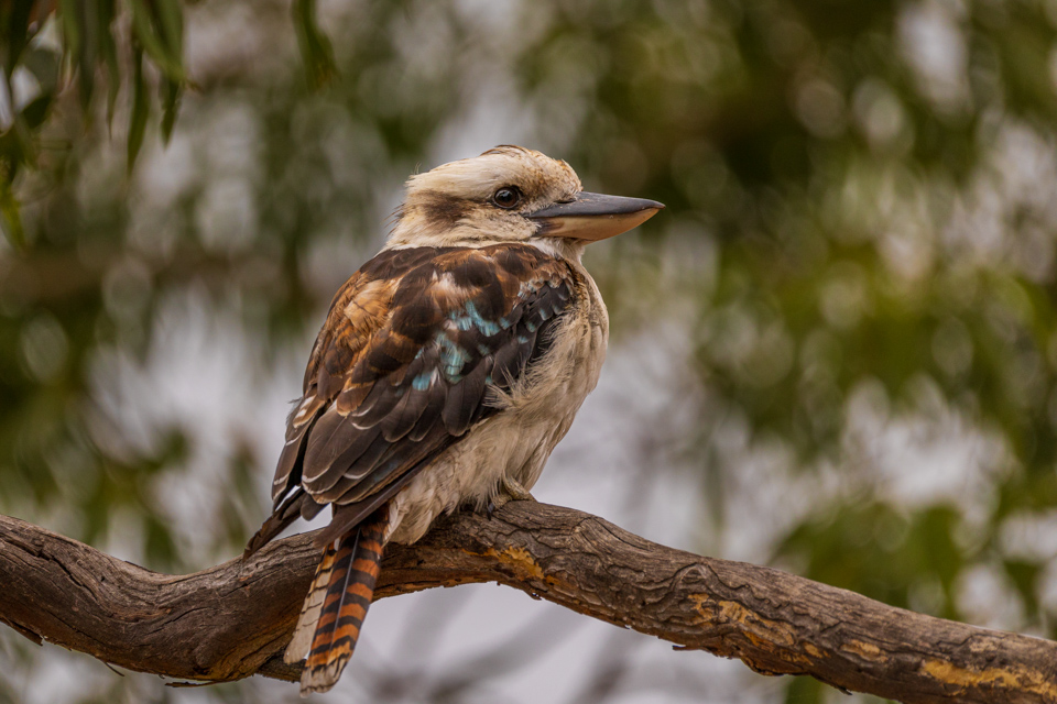 Kookaburra in Melbourne, Australia