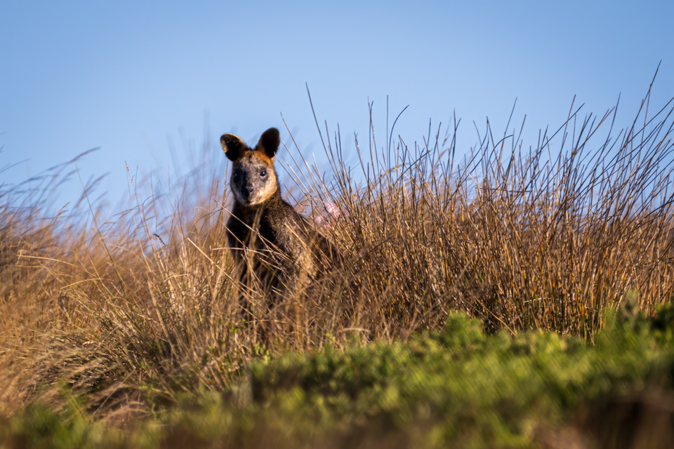 Watching Wallaby in Phillip Island, Australia