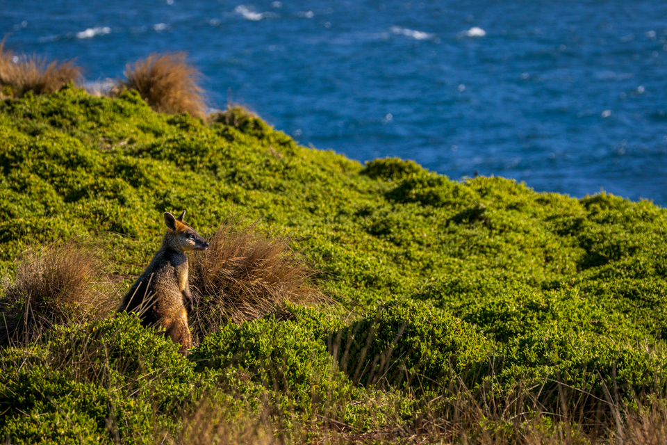 Taking in the View in Phillip Island, Australia