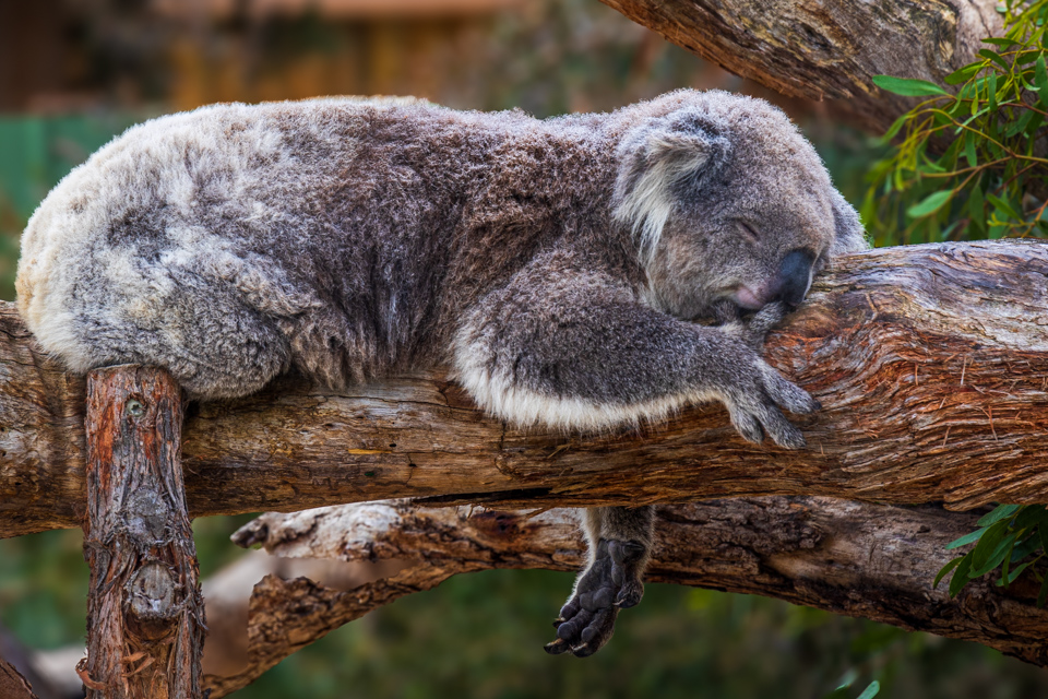 Sleeping Koala in Phillip Island, Australia