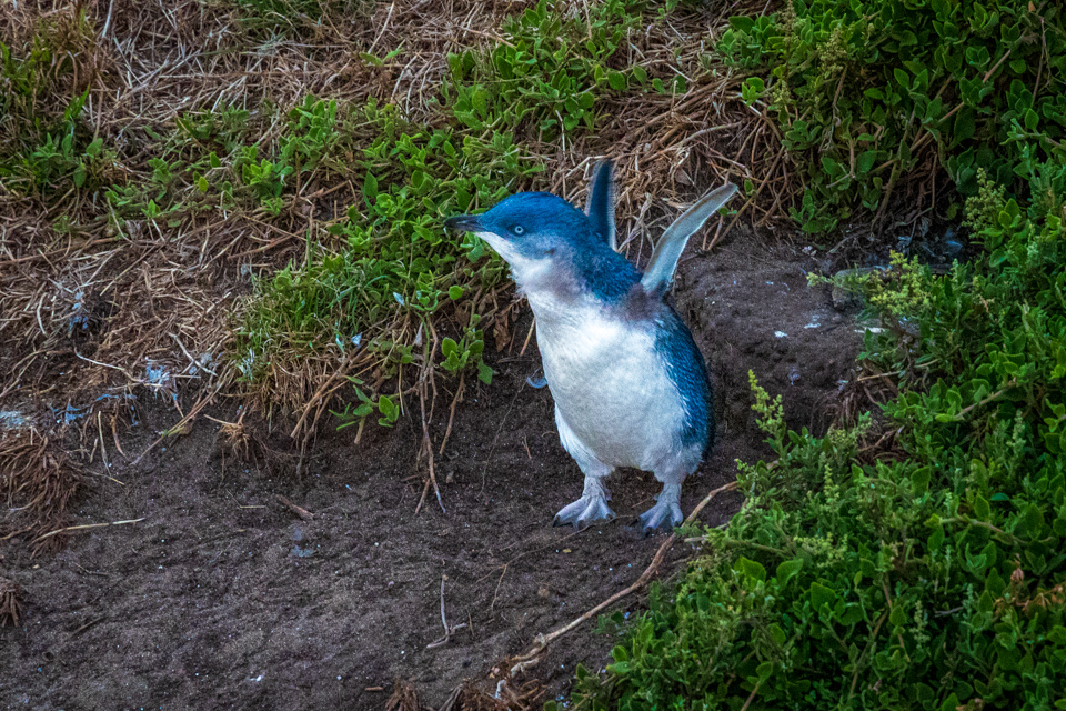 Little Blue Penguin in Phillip Island, Australia