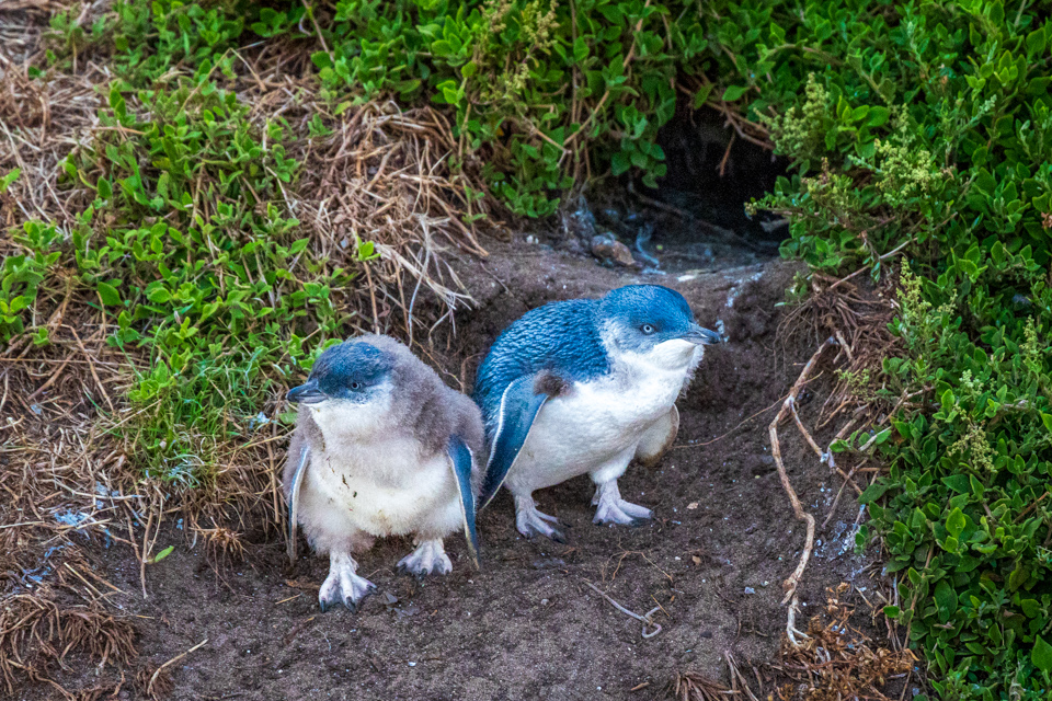 Waiting for Mommy in Phillip Island, Australia
