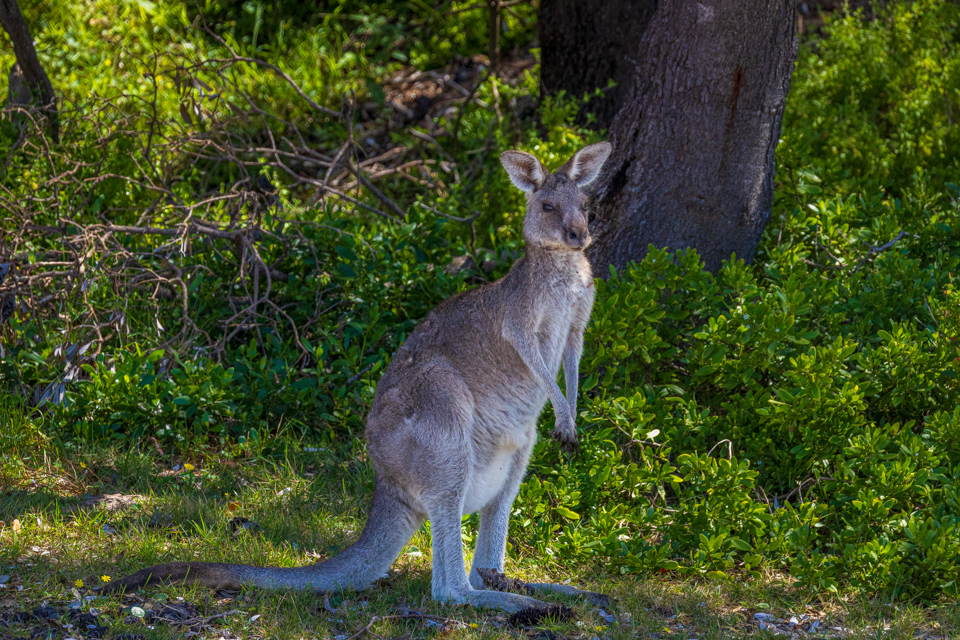 Big Roo in Eden, Australia