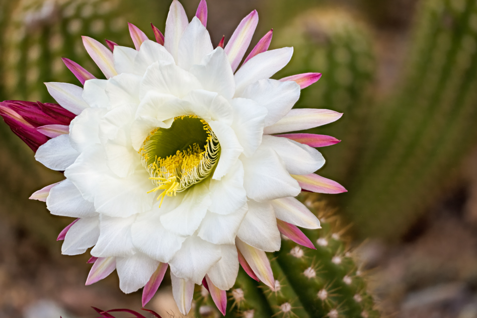 Argentine Giant in Paradise Valley, Arizona
