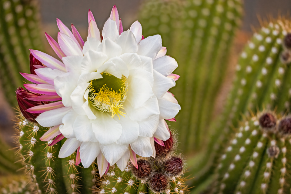 24 Hour Flower in Paradise Valley, Arizona