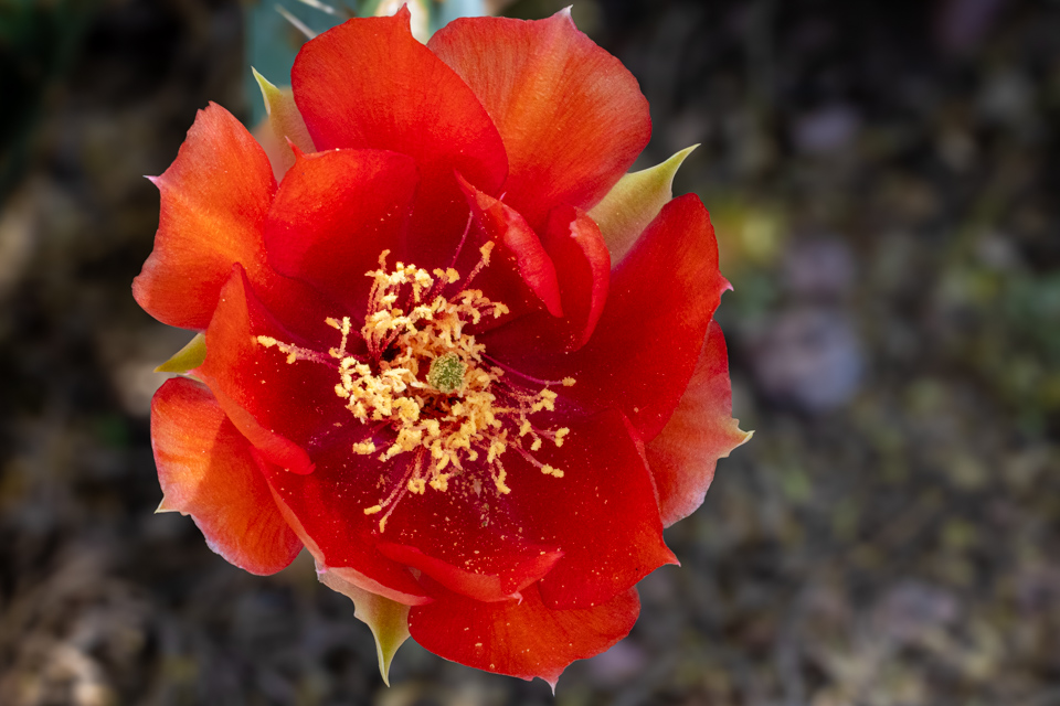 Bright Red in Paradise Valley, Arizona