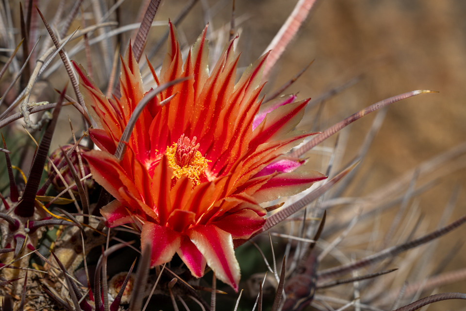 Pretty Heghog in Paradise Valley, Arizona