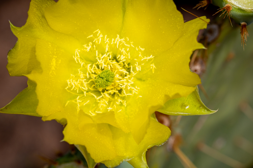 Neon Flower in Paradise Valley, Arizona