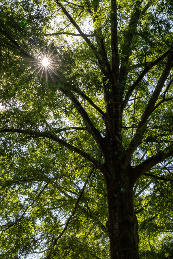 Sun Filter in Macon, Georgia