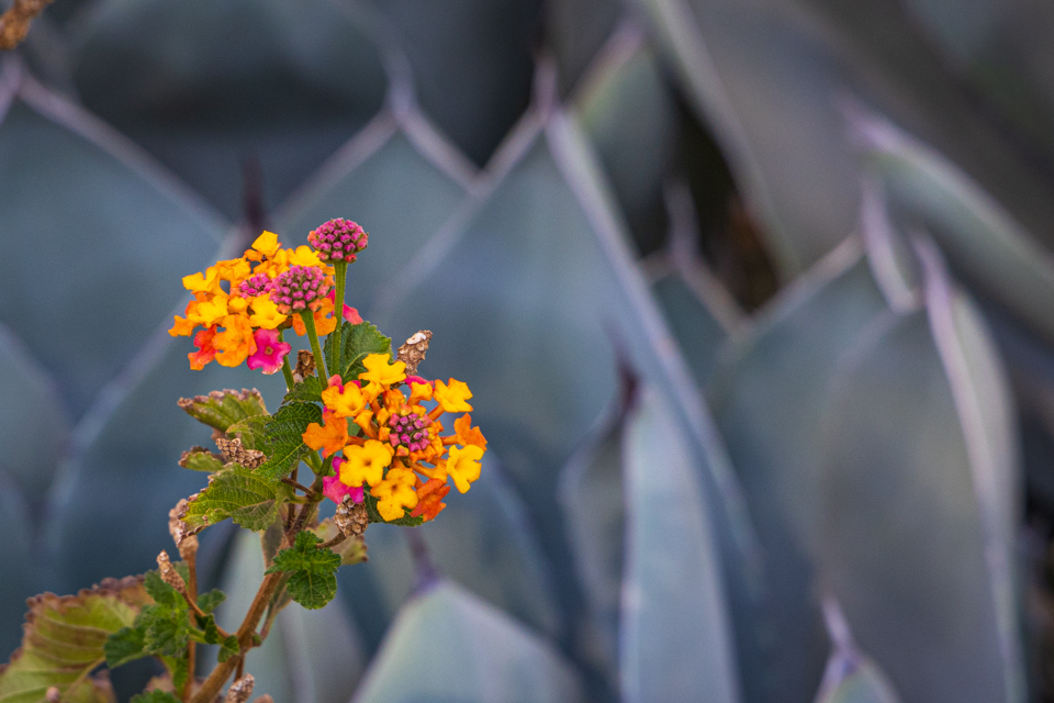 Desert Wildflower in Phoenix, Arizona