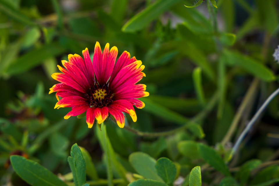 Spash of Color in Phoenix, Arizona