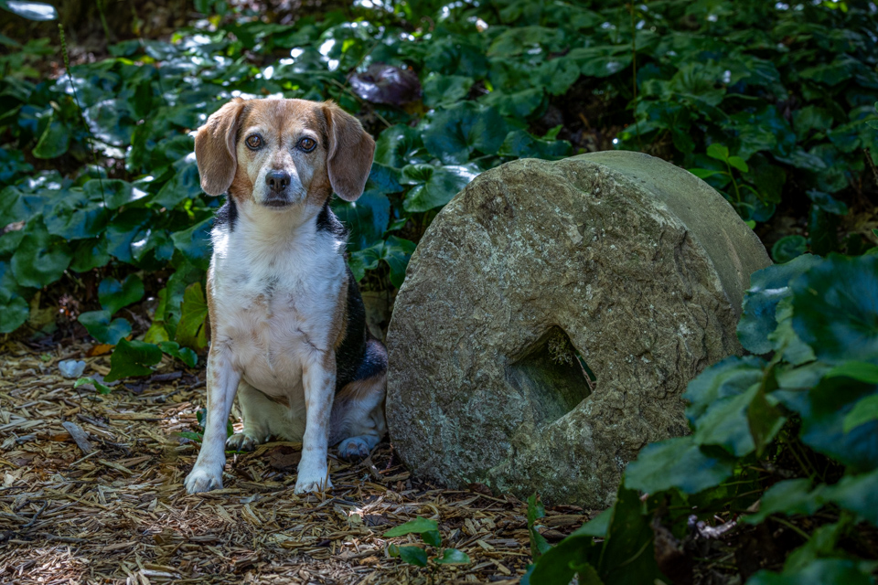 Millstone Beagle in Highlands, North Carolina
