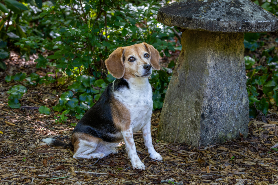 Birthday Portrait in Highlands, North Carolina