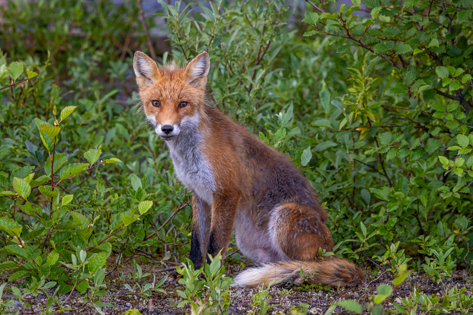 Red Fox in Lake Iliamna, Alaska