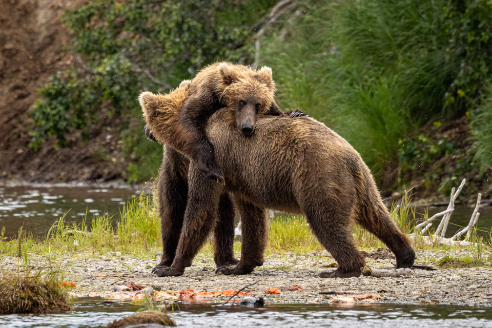 Bear Fight in Katmai National Park, Alaska
