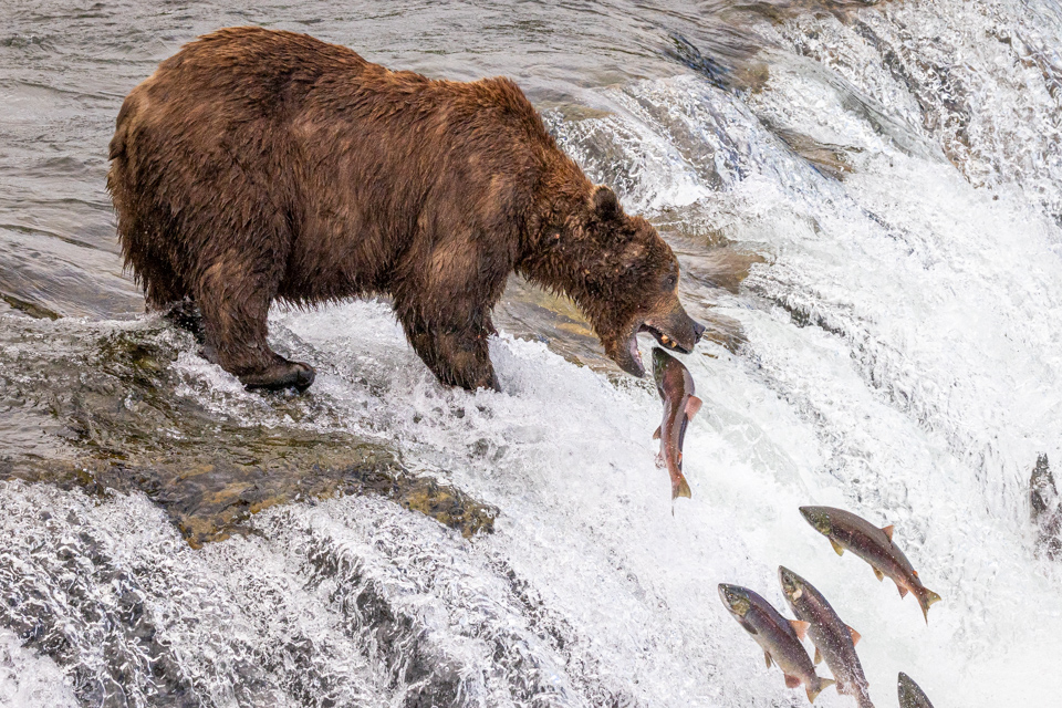 Salmon Fishing in Katmai National Park, Alaska