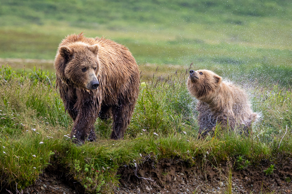 Like a Puppy in Katmai National Park, Alaska