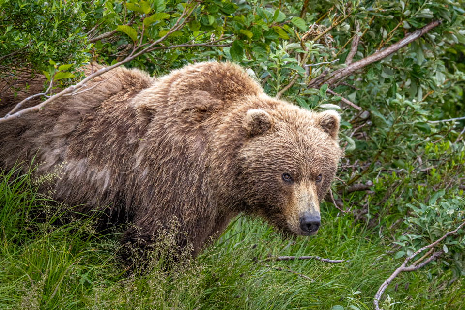 Too Close in Katmai National Park, Alaska