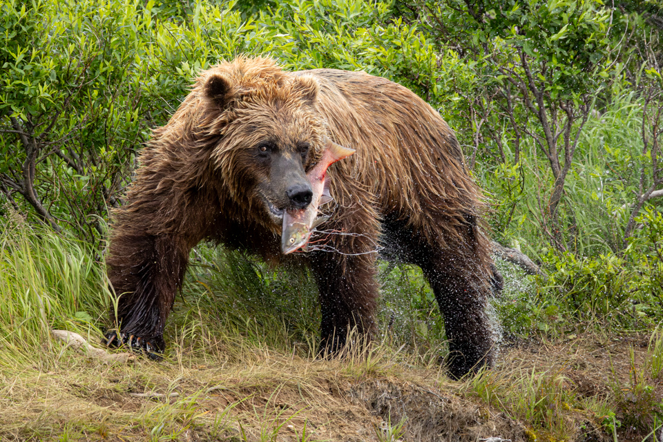 Snack in Katmai National Park, Alaska