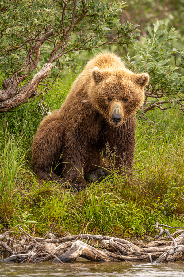 Grizzly Stare in Katmai National Park, Alaska