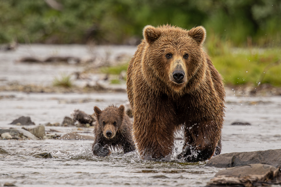 Very Small Grizzly in Katmai National Park, Alaska