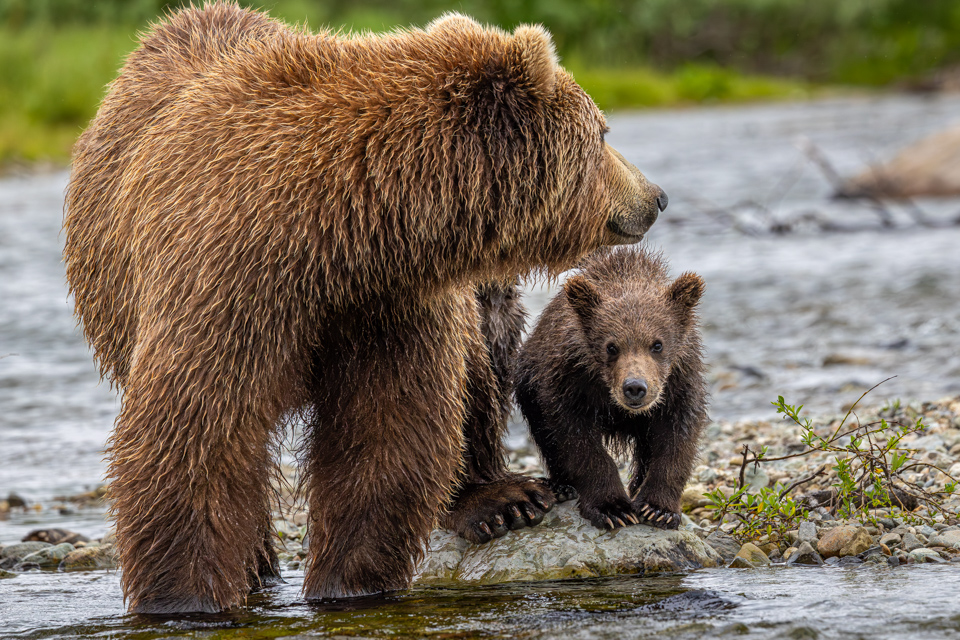 Curious Cub in Katmai National Park, Alaska