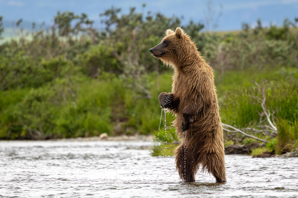 Tall Bear in Katmai National Park, Alaska