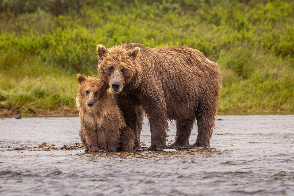 Watching the Photographer in Katmai National Park, Alaska