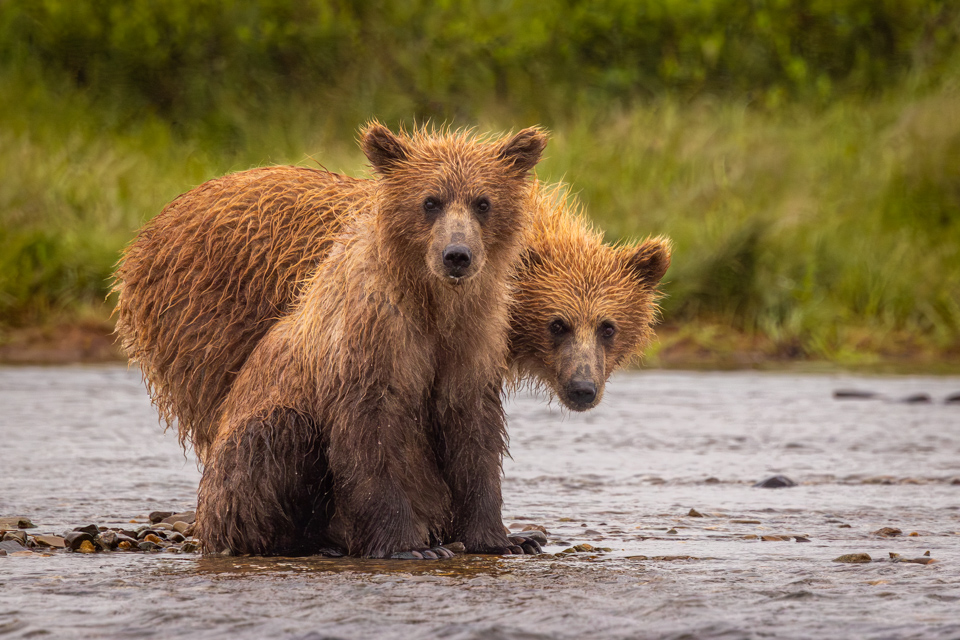 Curious Cubs in Katmai National Park, Alaska