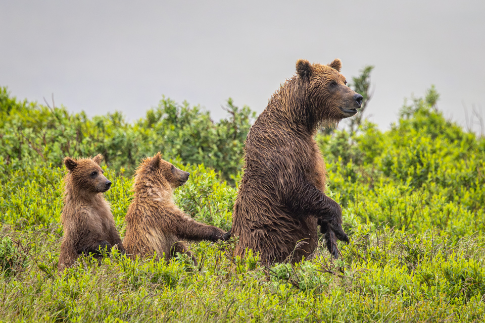 Conga Line in Katmai National Park, Alaska