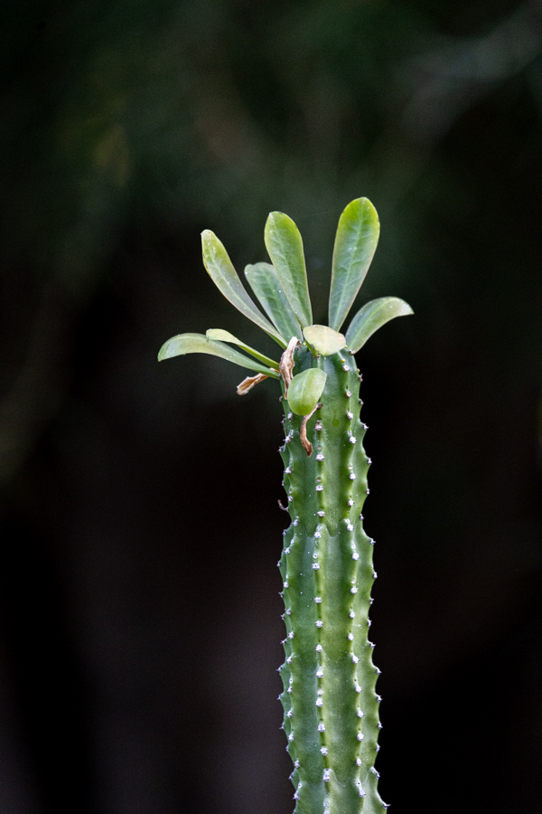 Cactus Leaves in Phoenix, Arizona