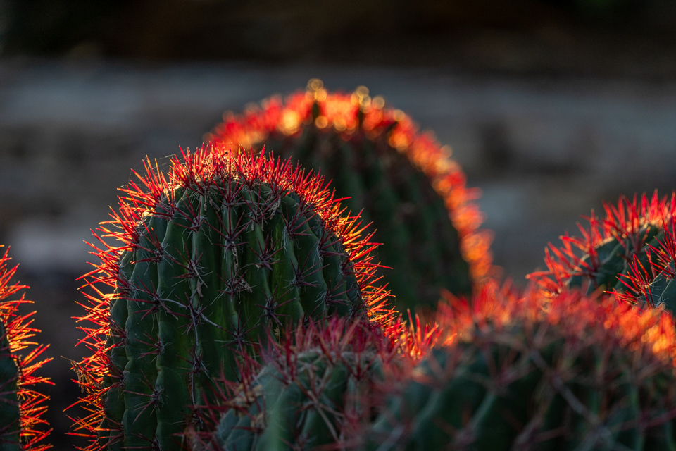 Red Heads in Phoenix, Arizona