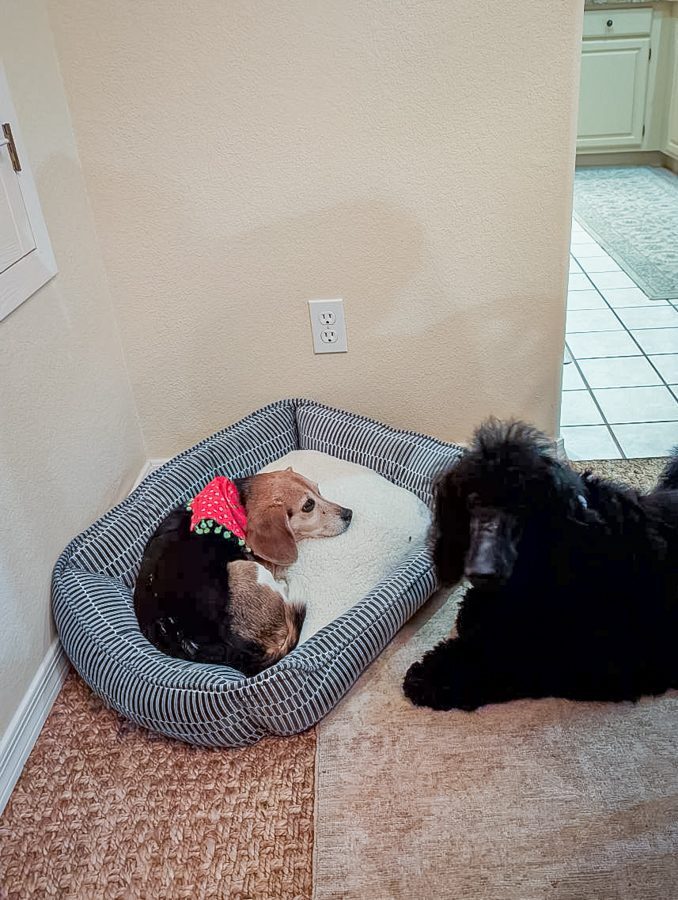 Whose Bed? in Scottsdale, Arizona
