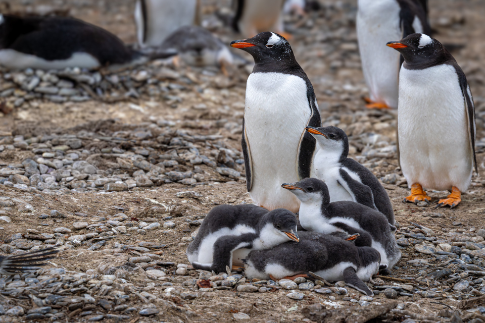 Penguin Family in Ushuaia, Argentina